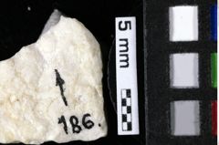 Foto (Detailansicht) von Coelopus hoheneggeri (Moericke, 1889) (NHMW-GEO-1990-0041-0186)